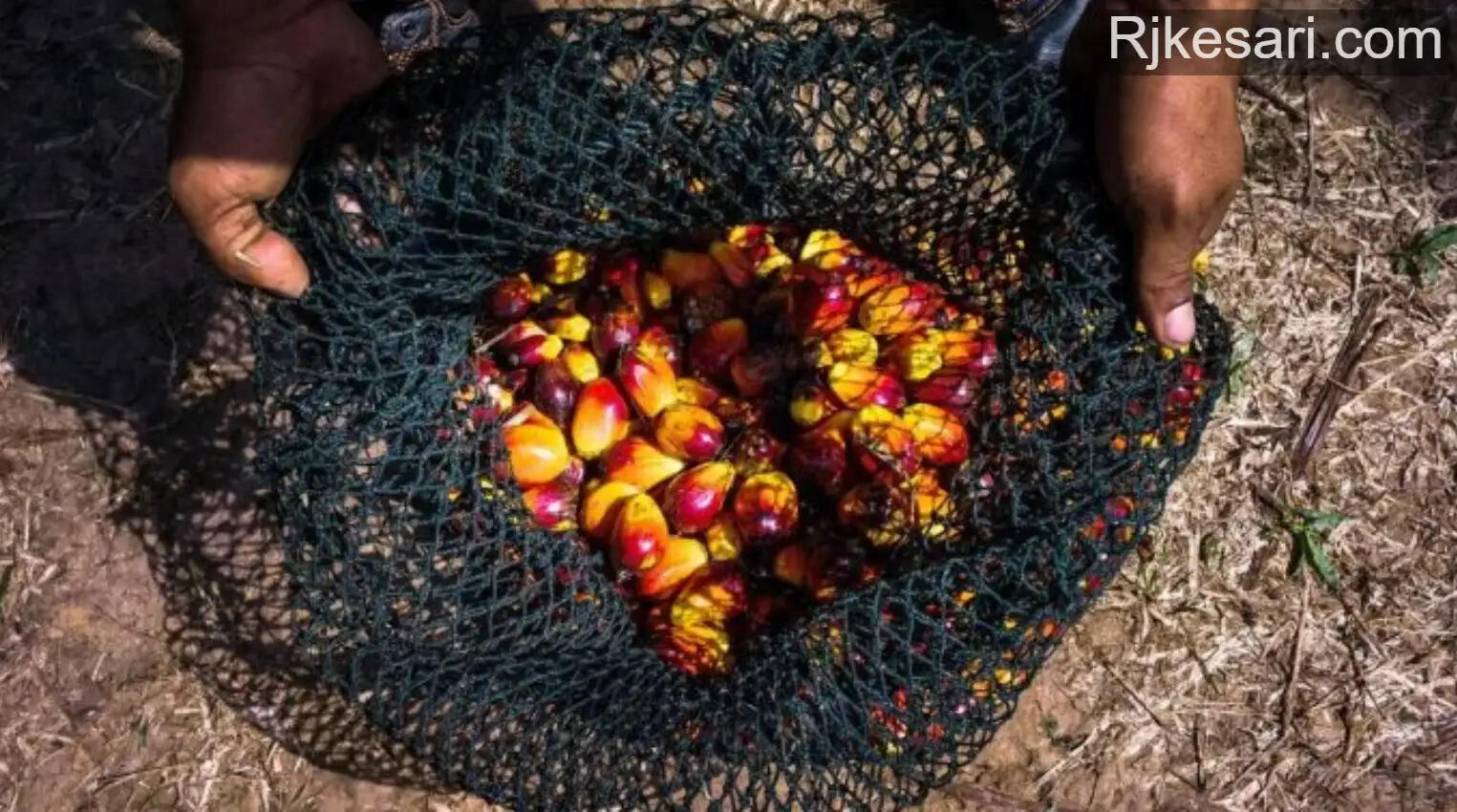 Palm Oils